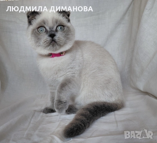 Шотландско момиче със сини очи. , снимка 4 - Британска късокосместа - 52646655