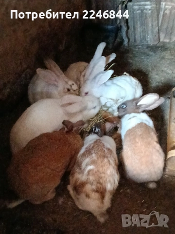 продавам зайци на възраст 5 до 6 месеца, снимка 5 - Други - 53942731