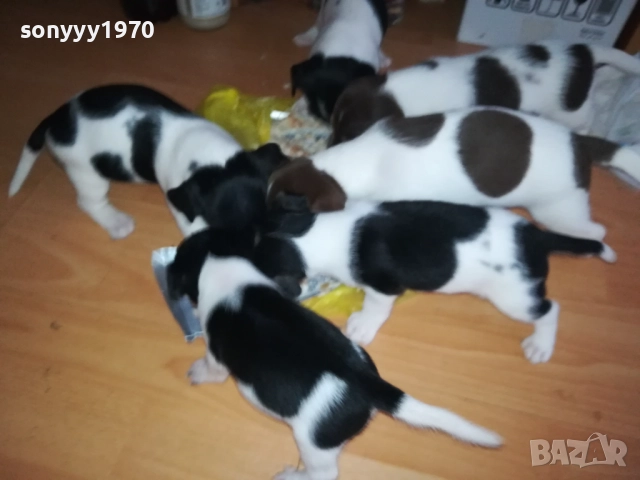 ДЖАК РЪСЕЛ 250ЛВ ЗА КУТРЕ 2509251343, снимка 10 - Джак ръсел териер - 51834098