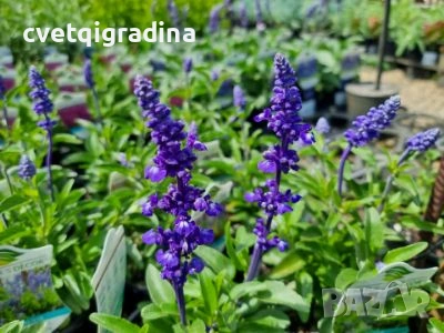 Salvia ‘Sallyfun Deep Ocean’-Градинска Салвия, снимка 2 - Градински цветя и растения - 54344876