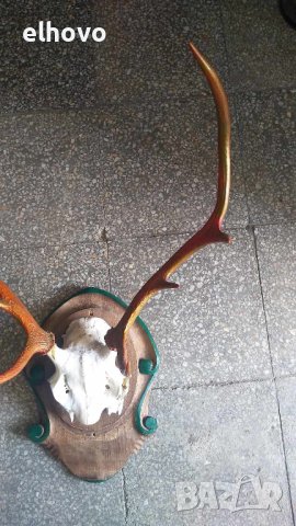 Еленови рога с череп, снимка 2 - Колекции - 42075467