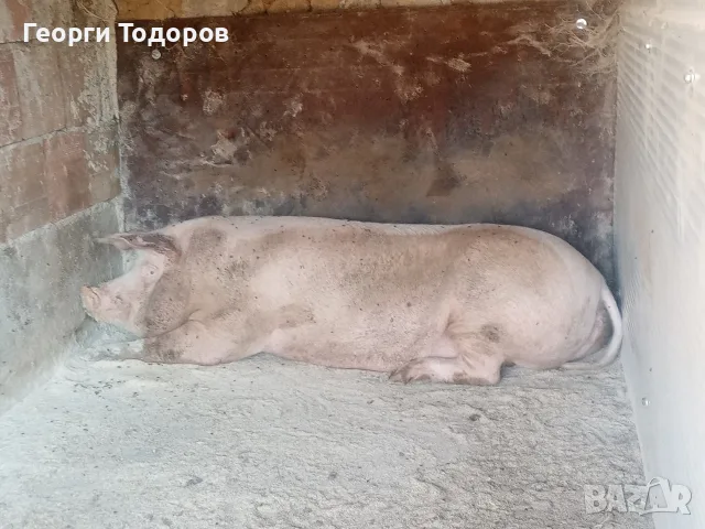 Домашно отгледано прасе