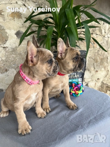 Френски булдочета мерлета(флъфи ген)