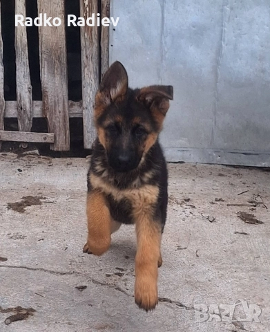 Немска овчарка