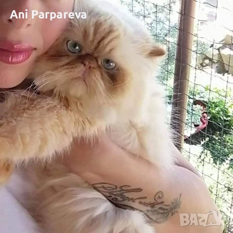 Хималайски  котенца, снимка 6 - Персийска - 52426633