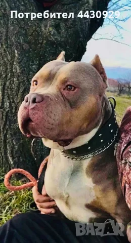 American Bully XL, снимка 13 - Американски стафордширски териер - 56317527