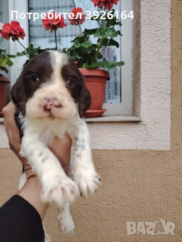 Спрингер Шпаньол 