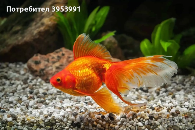 декоративни рибки, снимка 3 - Рибки - 52470776