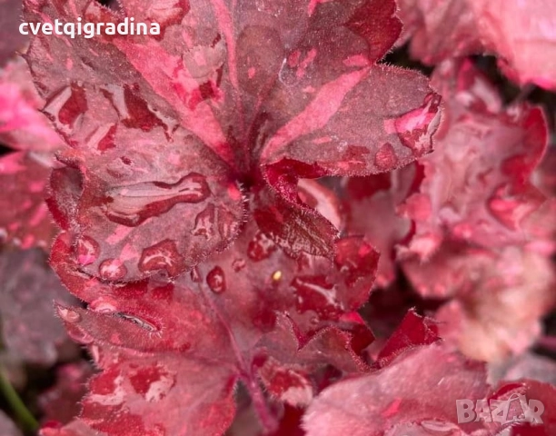 Heuchera ‘Galaxy(Хойхера Галакси), снимка 2 - Градински цветя и растения - 51757227