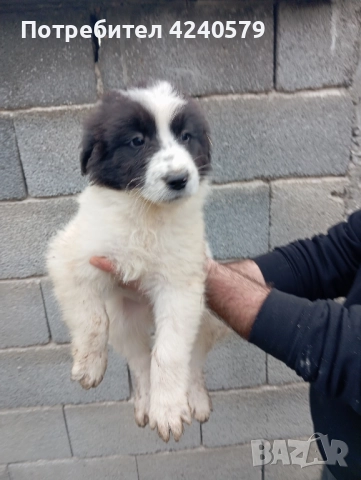 Каракачанки останаха мъжки кутрета, снимка 18 - Каракачанска овчарка - 52105803