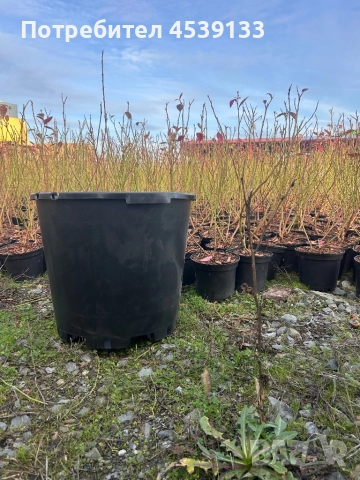 40л. Саксия за боровинки