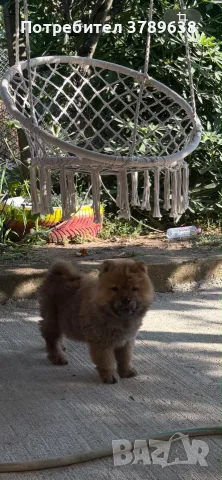 Чау - Чау  💙🐾🐶 Най-пухкавите Чау Чау бебета очакват своите нови семейства , Много скоро 🎉🪭❤️✨🐾🥰🐩➡️⤵️, снимка 7 - Чау Чау - 55342819