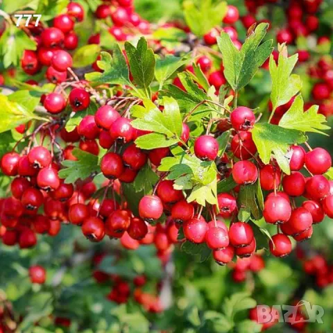 дива череша , див лешник,  дива круша , глог , върба , бреза , див дрян , бряст