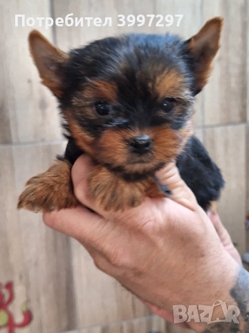 Вече с първа ваксина четири мъжки и едно женско, снимка 2 - Йоркширски териер - 54141953