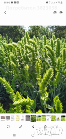 Мурсалски чай разсад, саксия, пикиран в кофички, семе, снимка 3 - Разсади - 52317505