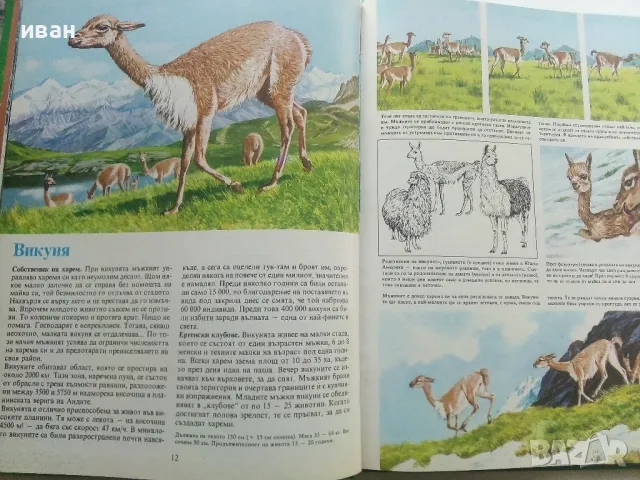 Тайните на животните  - В планините / В саваните - 1991г., снимка 4 - Енциклопедии, справочници - 47526666