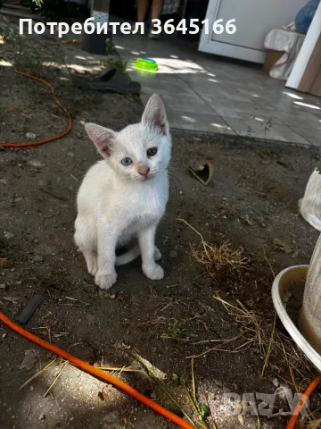Бели котета- Турска ангора, снимка 5 - За котки - 55982403