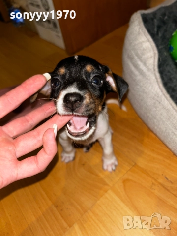БЕБЕ ДЖАК РЪСЕЛ С 2 ВАКСИНИ И ПАСПОРТ 0611251740, снимка 8 - Джак ръсел териер - 52322644