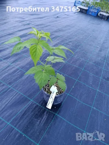 Черна малина  сорт-Zmeur negru Black Jewel, снимка 7 - Градински цветя и растения - 50297035