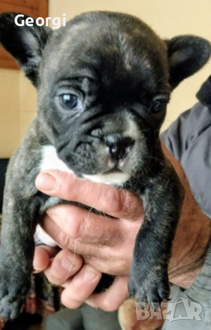 Френски булдог/малки кученца 