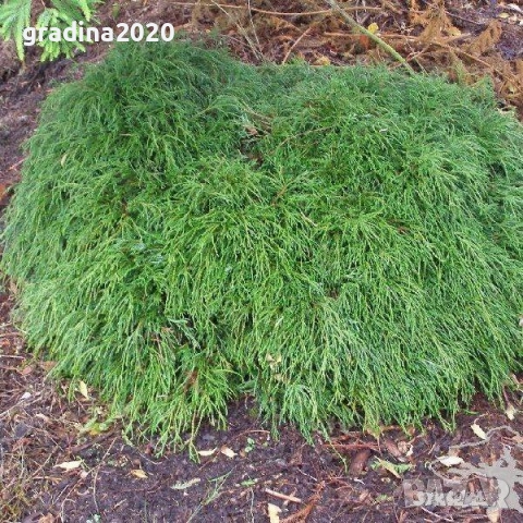 Лъжекипарис Нана – Chamaecyparis Filifera Nana, снимка 6 - Разсади - 52714377