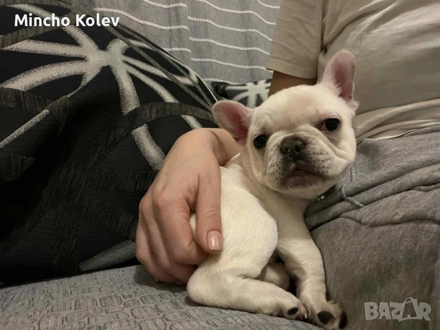 френски булдог , снимка 8 - Френски булдог - 53187558