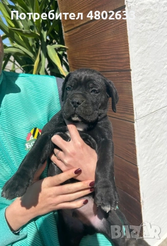 Продавам Кане Корсо кученца, снимка 6 - Кане корсо - 54253951