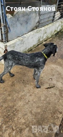 Продавам дратхаар, снимка 2 - Дратхаар - 53154150