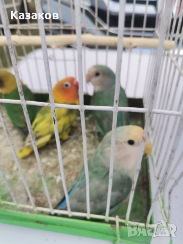 Продавам неразделки