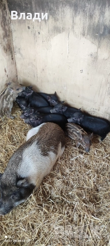 Продавам виетнамски прасета 