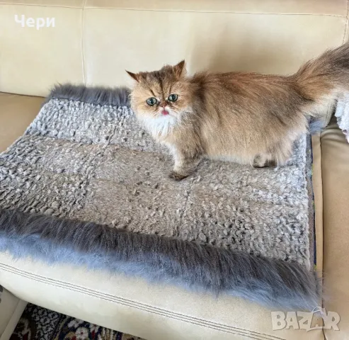 Къщичка за котка и постелка 2 в 1, снимка 4 - За котки - 49840840