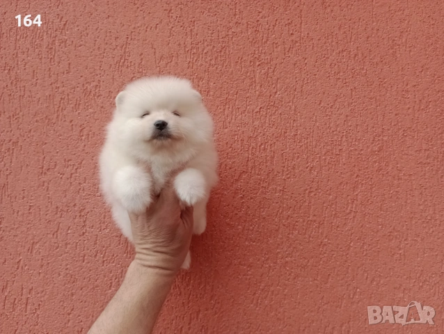 Померани. Реални снимки от 29.03.26 г.