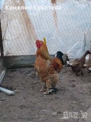 Петли Брама, снимка 6 - Кокошки и пуйки - 49295122