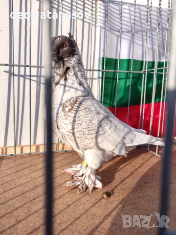 Блондинети, снимка 6 - Гълъби - 51871308