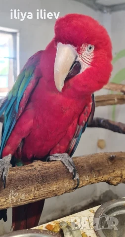 Двойка зеленокрила ара 2011, снимка 2 - Папагали - 51357895