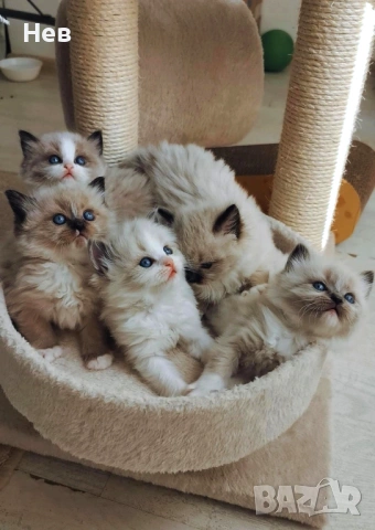 Ragdoll рагдол/регдол  котe / котета, снимка 2 - Други - 51000590