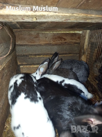 Zaici , снимка 14 - Други - 54212482