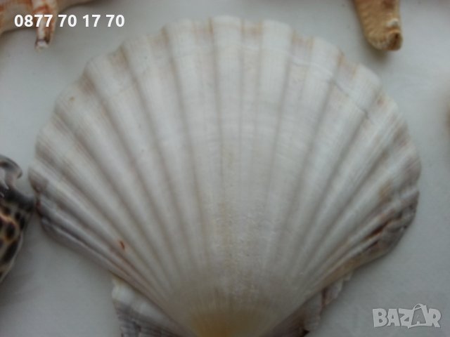 Морска красота за декорация, снимка 11 - Декорация за дома - 34004362