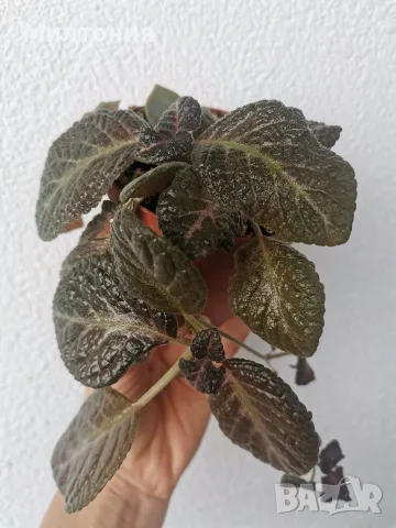 еписция episcia sun gold 