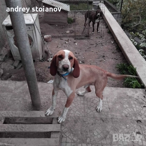 ПРОДАВА СЕ: Мъжко ловно куче, снимка 2 - Гонче - 54334968