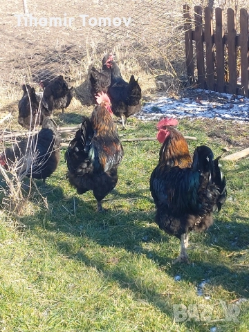 Продавам домашно гледани пуйки пуяци петли кокошки , снимка 11 - Кокошки и пуйки - 52299775