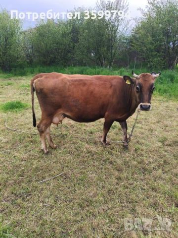 Продавам крава БРГ , снимка 4 - Крави - 54307936