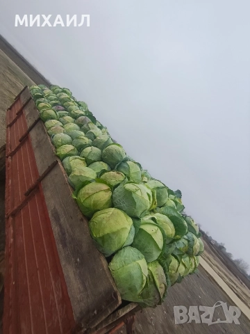 Прясно и крехко зеле Кьосе , снимка 5 - Разсади - 52236304