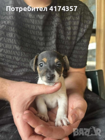 Джак ръсел териер , снимка 4 - Джак ръсел териер - 52822970