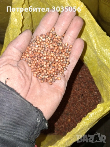 Продавам сорго, снимка 5 - За птици - 52595110