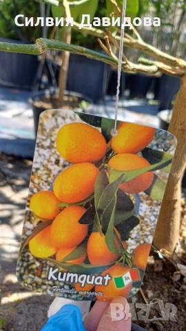 Кумкуат, снимка 2 - Градински цветя и растения - 51794085