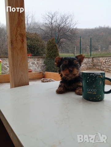 Мини йоркширски териери , снимка 6 - Йоркширски териер - 53237307