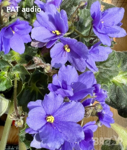 Saintpaulia Сейнтполия Сентполия African Violet Aфриканска теменужка стайна теменужка Фiалка, снимка 13 - Стайни растения - 50025772