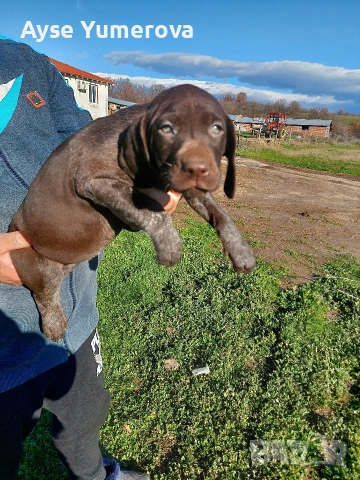 Kucuhari, снимка 2 - Курцхаар - 52918054