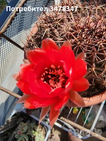 Ехинопсис червен, снимка 1
